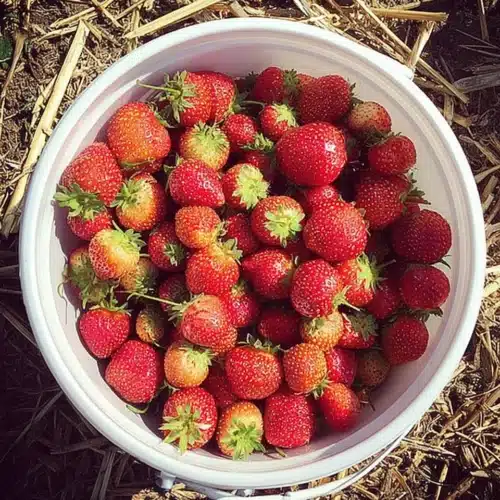 Fresh strawberries in a white bucket on straw, perfect for watermelon and strawberry lemonade drink